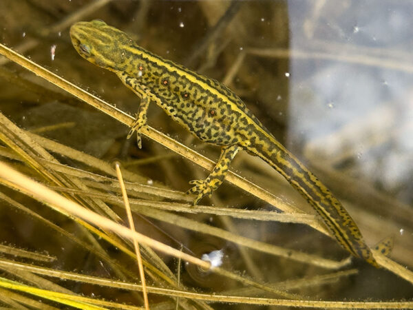 Isang juvenile eastern red-spotted newt na nakita sa Hale Lake