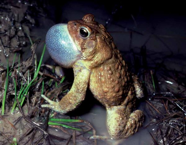 American Toad na may napalaki na vocal sac.