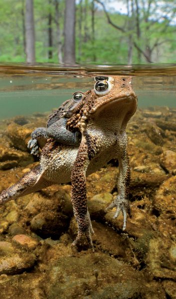 Isang imahe ng Eastern American Toad