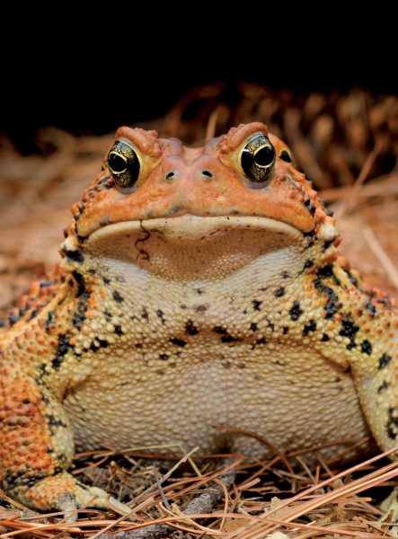 Pagtingin sa mukha ng isang orange na American toad