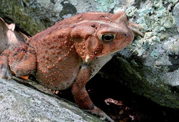 American Toad sa brick-red color phase na may parehong parotoid gland na nakikita.