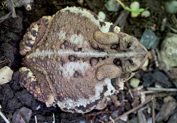 Larawan ng isang eastern American toad
