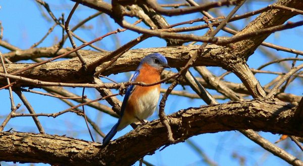 Isang imahe ng isang lalaking eastern bluebird sa mga sanga ng isang puno