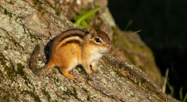 Isang imahe ng karaniwang eastern chipmunk