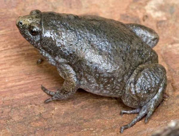 Isang imahe ng isang silangang makitid na bibig na palaka