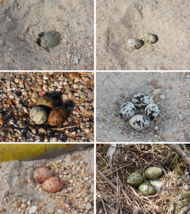 Isang assortment ng iba't ibang kulay at pattern ng itlog mula sa aming mga species ng interes sa site. Ang mga larawan sa kaliwang column ay lahat ng mga itlog na inilatag ng mga karaniwang tern, habang ang mga larawan sa kanang column ay mula sa mga sumusunod na species: royal tern (itaas), black skimmer (gitna), laughing gull (ibaba).
