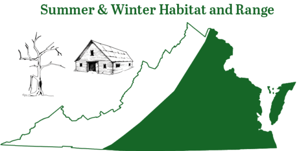 Matatagpuan ang evening bat sa buong piedmont at coastal plain ng Virginia maliban sa bulubunduking kabundukan