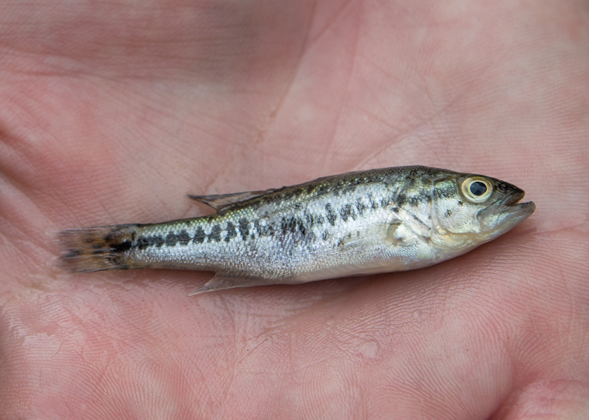 Isang larawan ng isang batang largemouth bass