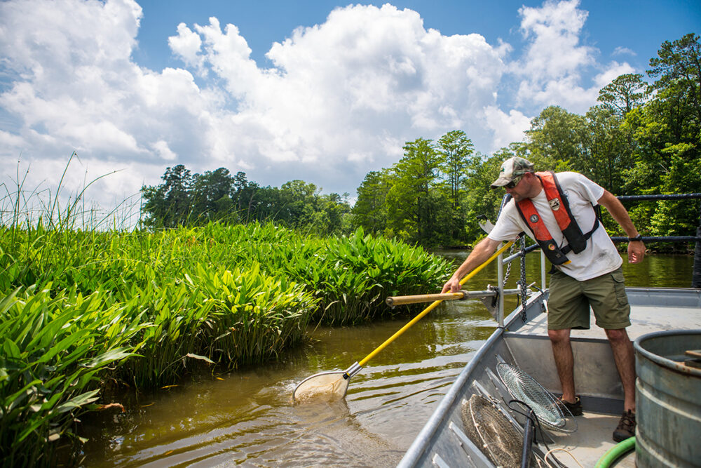 Isang imahe ng isang lalaki sa isang bangka sa ilog ng Chickahominy na may medyas na batang largemouth bass na may lambat