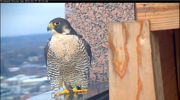 Isang imahe ng babaeng peregrine falcon sa tabi ng nesting box na kinunan bilang pagdiriwang ng pag-aayos ng camera.