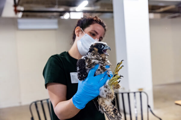 Isang biologist ng wildlife sa DWR na may hawak na peregrine falcon