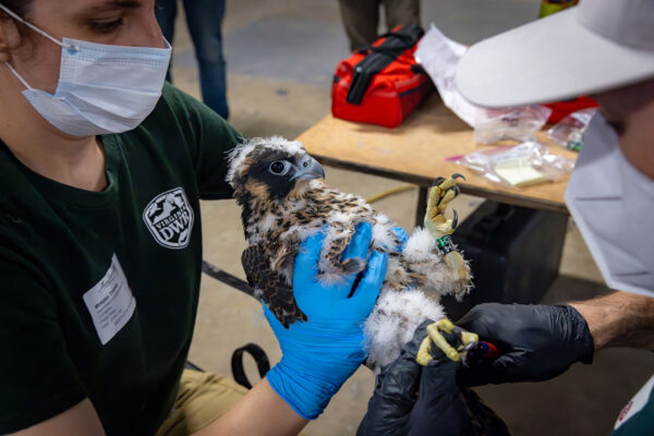 Pinagsama-sama ng mga biologist ang isang peregrine falcon
