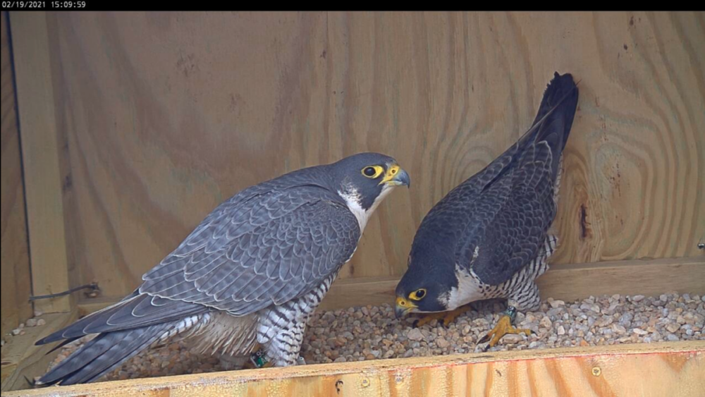 Isang larawan ng parehong 95/AK at 59/BM sa nesting box na nakatingin sa isa't isa