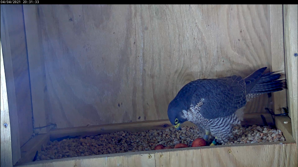 Babaeng may apat na itlog na gumagalaw sa ikaapat na itlog sa scrape