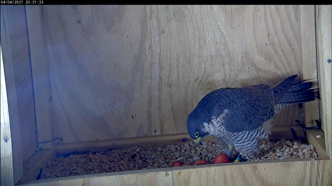 Isang babaeng peregrine falcon na may apat na itlog