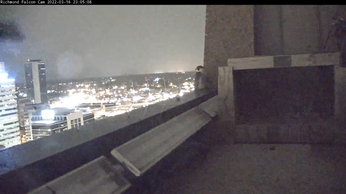 Ang babaeng falcon ay namamalagi malapit sa nest box sa gabi 