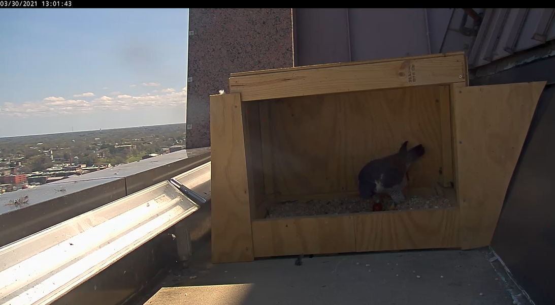 Babaeng nakatayo sa ibabaw ng bagong itlog.