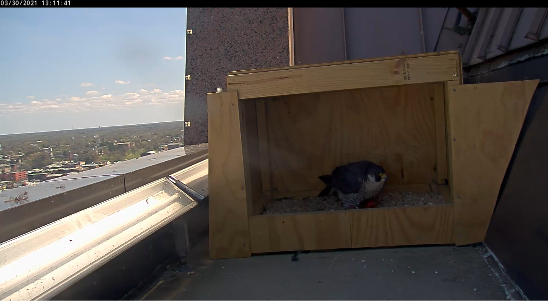 Ang babae ay pumuwesto sa ibabaw ng magkabilang itlog.