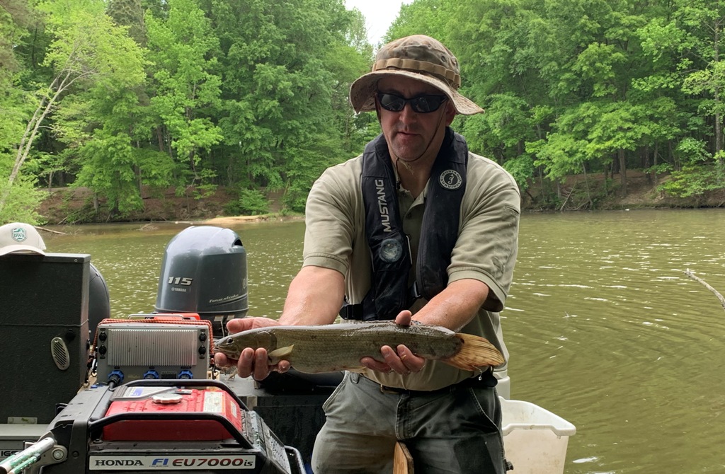 Isang imahe ng isang biologist na may hawak na bowfin fish na may mahabang naka-streamline na katawan at kulay olive brown.