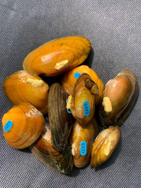 Isang maliit na tumpok ng mga nahuli na tahong