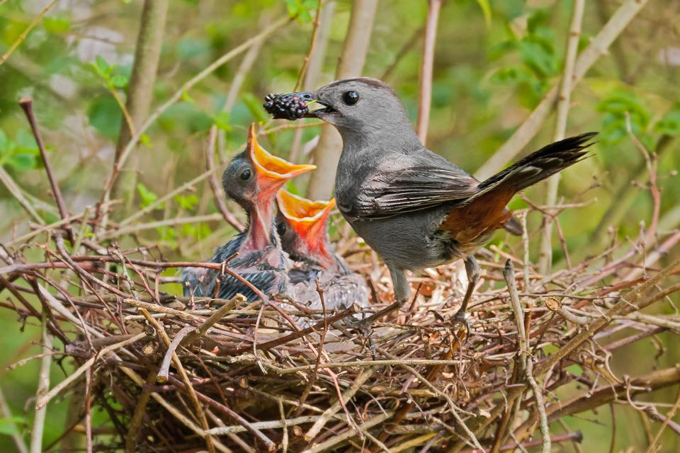 Gray Catbird na nagpapakain ng mga mulberry sa mga nestling 