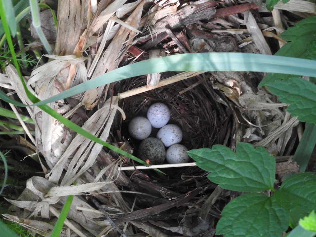 Golden-winged Warbler Nest sa Smyth County 