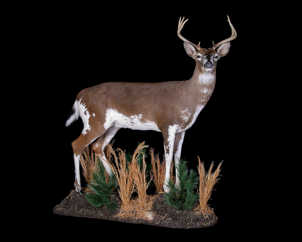 Isang piebald buck deer, ang usa na ito ay may mga puting marka na pataas mula sa kanyang mga binti, tiyan at puwitan na sumasama sa kayumanggi ng kanyang likod at ulo