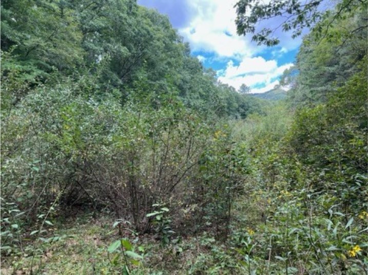 Isang makahoy na kasukalan na isang lokasyon ng proyekto sa Gathright WMA