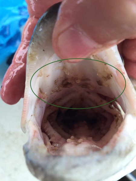 Isang imahe ng isang isda na may kuto ng hasang; na naka-highlight sa pamamagitan ng berdeng bilog