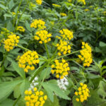 Mga dilaw na bulaklak