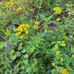 Mga dilaw na bulaklak