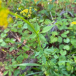 Mga dilaw na bulaklak