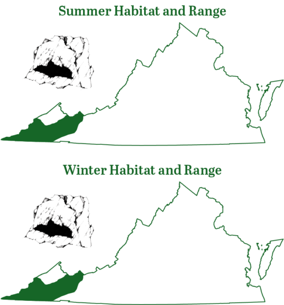 Ang kulay abong paniki ay matatagpuan sa pinakakanlurang mga rehiyon ng estado sa lalawigan ng Appalachian