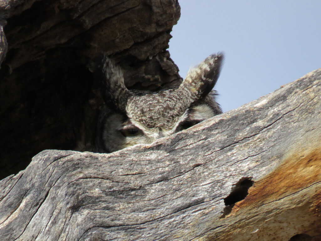 Isang imahe ng isang mahusay na may sungay na kuwago na sumisilip sa itaas ng isang kahoy na sanga sa isang guwang na puno