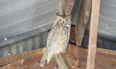 Isang imahe ng isang malaking horned owl na nakadapo sa mga rafters ng isang gusali