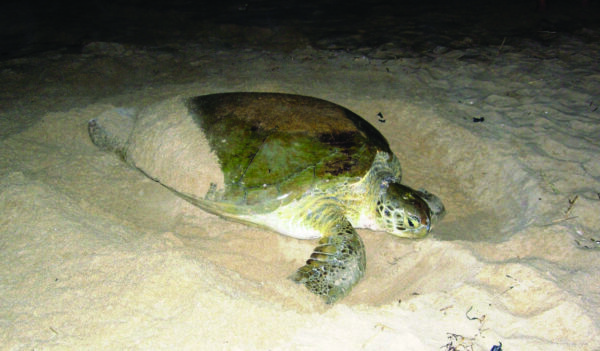 Isang imahe ng Green Sea Turtle