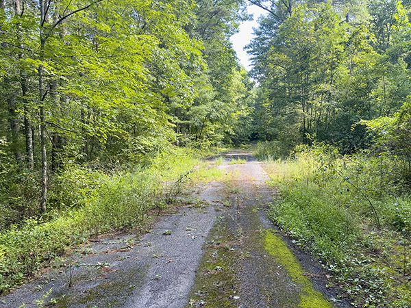 Ang mga mahiyaing species, tulad ng eastern towhee, ay matatagpuan sa maagang sunod-sunod na tirahan na nagre-reclaim sa mga daanan ng kalsada na hindi pa naibabalik. Credit ng Larawan: Lisa Mease 