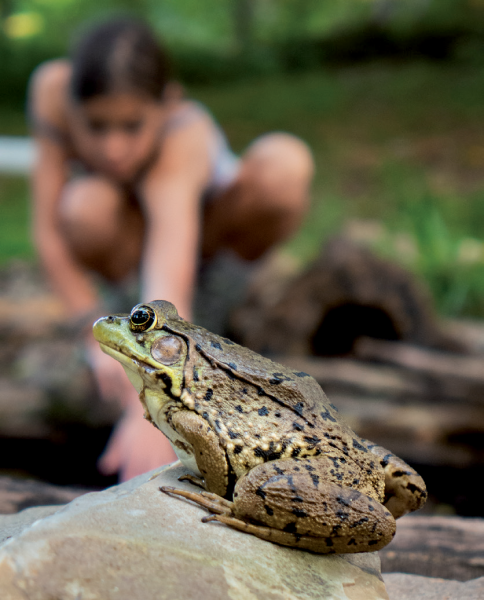 Isang imahe ng Green Frog