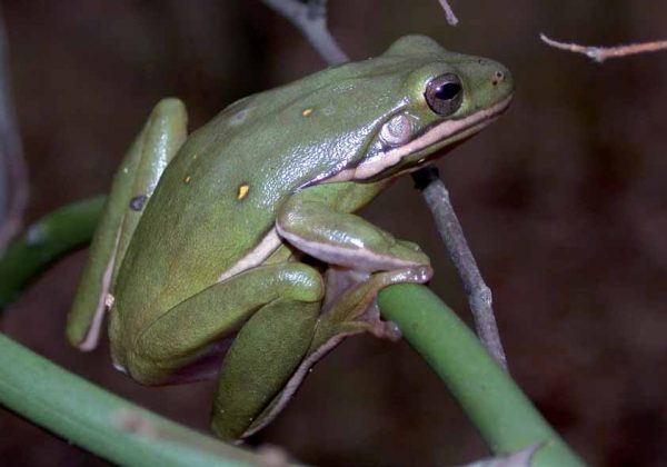 Isang imahe ng Green Treefrog