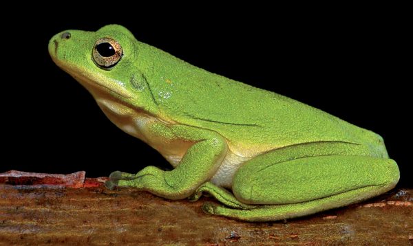 Isang imahe ng berdeng treefrog na nakikita mula sa gilid