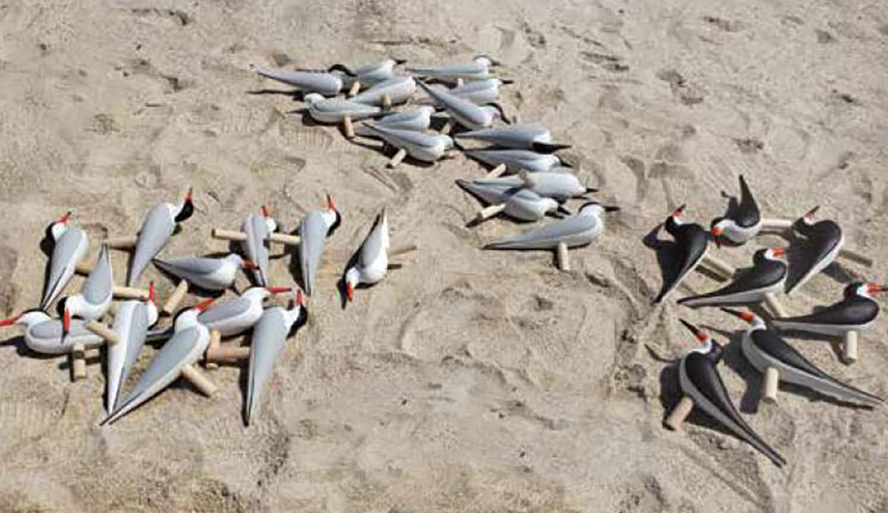 Karaniwang tern, gull-billed tern, at black skimmer decoys; handa na para sa paglalagay sa bagong likhang tirahan.
