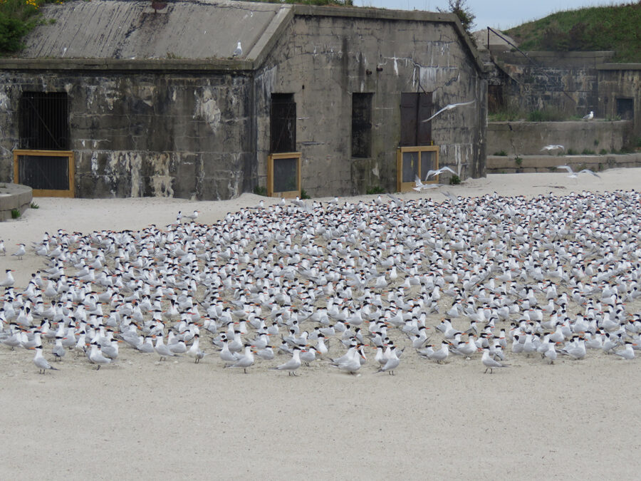 Isang kawan ng mga tern sa bagong nesting site