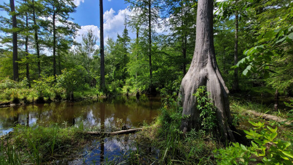 Virginia swamp habitat kung saan makikita ang Banded Sunfish.