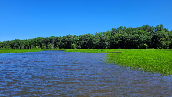 Northern Snakehead habitat - Tidal waters area na may mga puno sa abot-tanaw at berdeng damo tulad ng mga halaman na lumalapit sa baybayin.