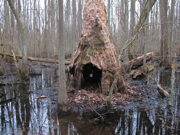 Isang puno ng Bald Cypress na magiging isang posibleng lugar ng roost para sa silangang big-eared bat ng Rafinesque.