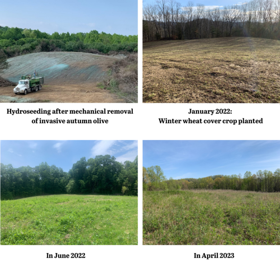 Isang serye ng mga larawang naglalarawan sa gawaing tirahan ng elk na ginawa sa Breaks interstate park na pinondohan ng explore the wild sweepstakes. ang unang larawan ay hydroseeding pagkatapos ng invasive na pag-alis ng halaman, ang pangalawa ay ang wheat cover crop na itinanim noong Enero 2022, ang pangatlo ay ang field bilang isang maliwanag na berdeng parang noong Hunyo 2022 at ang huling larawan ay noong Abril 2023 bilang isang mature na tirahan ng parang.