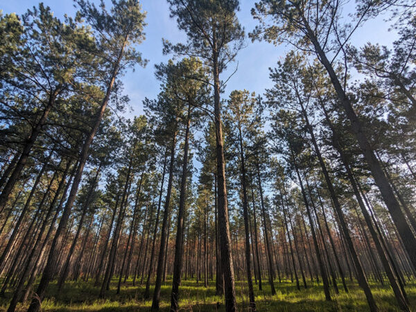 Isang Longleaf Pine stand sa Big Woods Wildlife Management Area. Larawan ni © Ashley Selden
