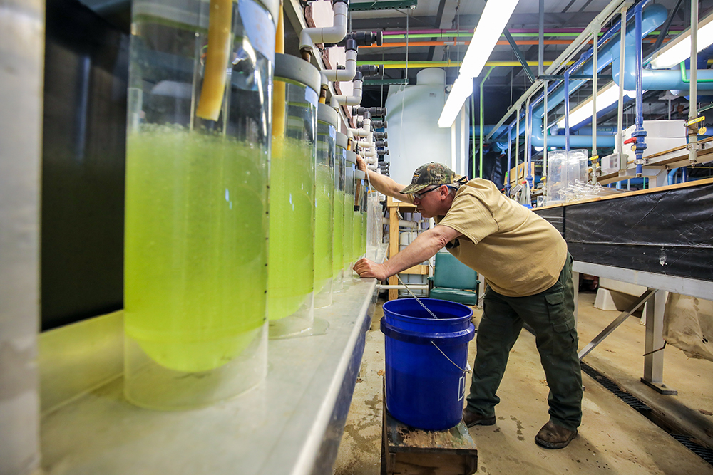 Sinusuri ng technician ng hatchery ang pagbuo ng mga walleye embryo sa mga incubator sa Vic Thomas Striped Bass Hatchery.