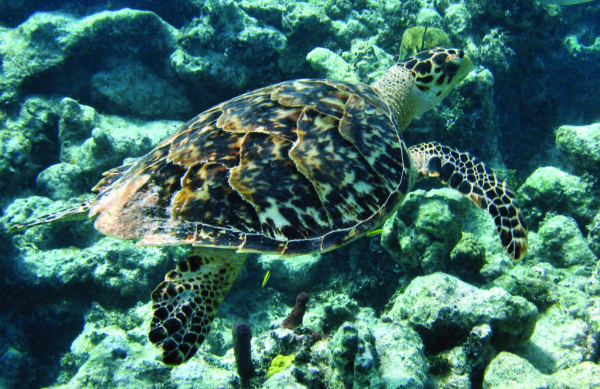 Isang imahe ng Hawksbill sea turtle