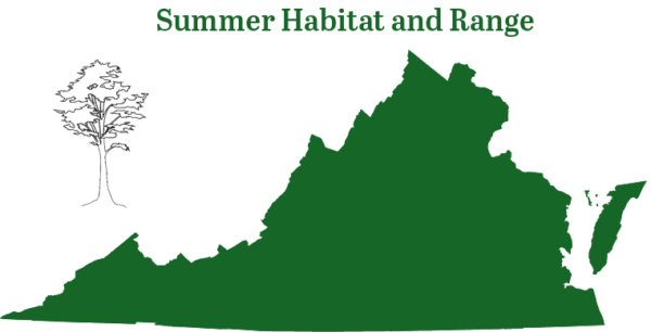 Ang Hoary bat ay matatagpuan sa buong Virginia